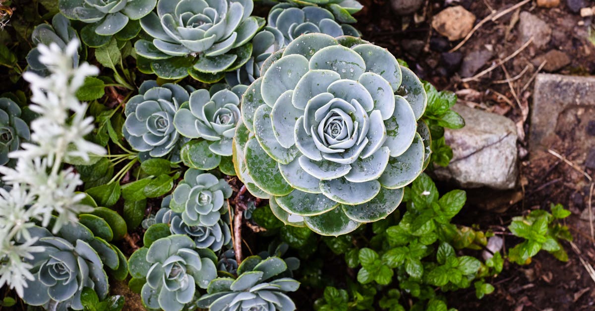 Designing Child-Friendly Gardens: Safety and Fun in Victoria