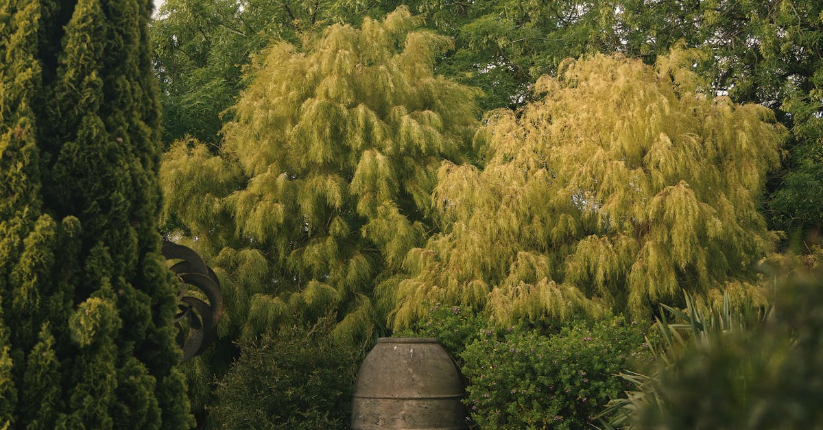 Essential Steps for a Successful Garden Renovation Project