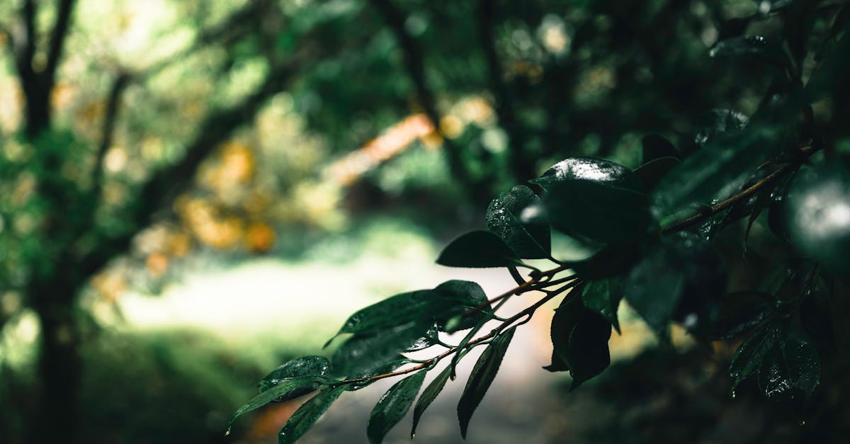 Innovative Approaches to Sustainable Landscape Design in Victoria