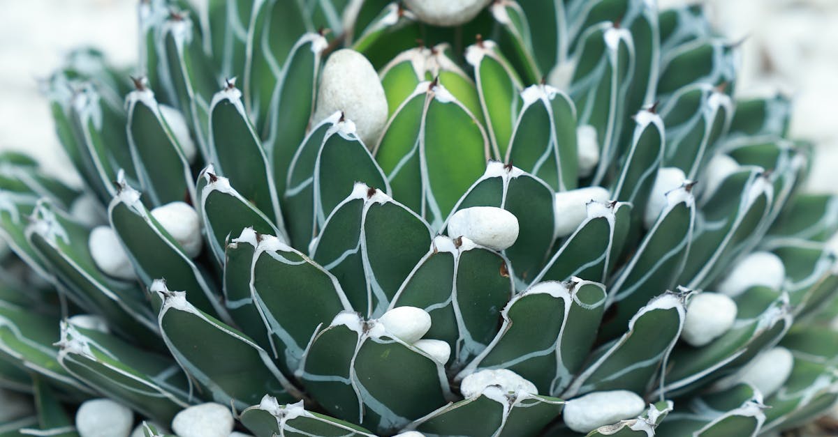 Seasonal Pruning Guide for Victoria's Unique Climate