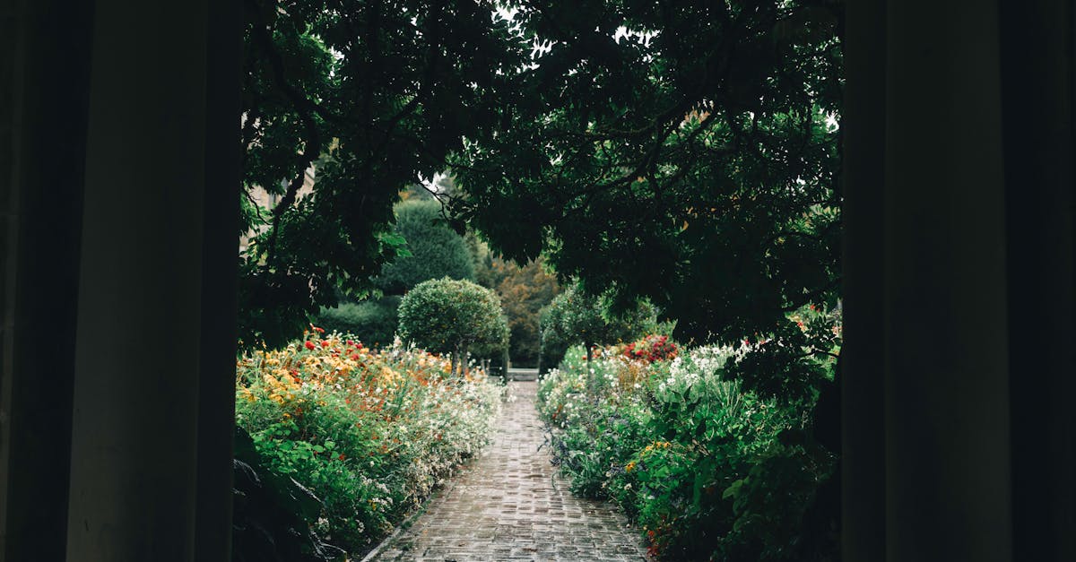 The Role of Pruning in Encouraging Plant Growth