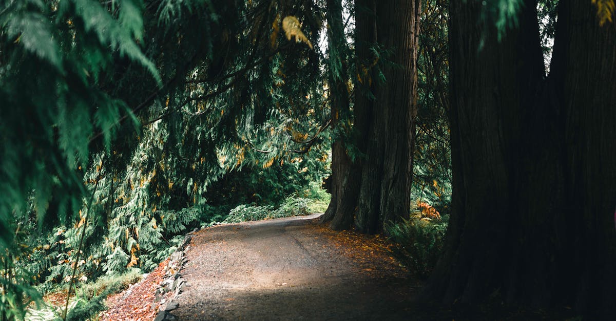 Transforming Fences into Lush Vertical Gardens